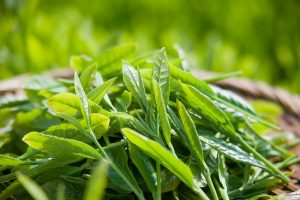 Cứu làn da nam giới với trà xanh